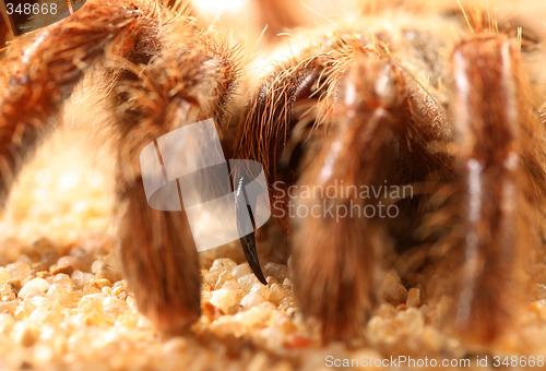Image of Bird Spider (Avicularia spec.)
