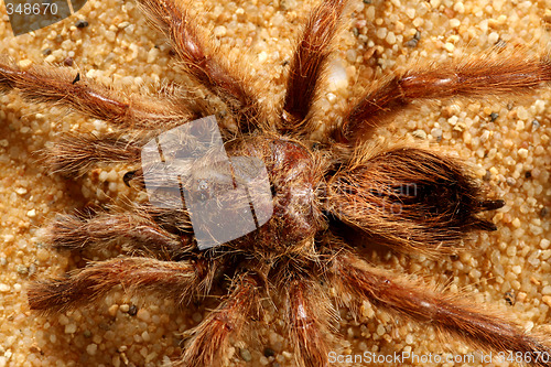 Image of Bird Spider (Avicularia spec.)