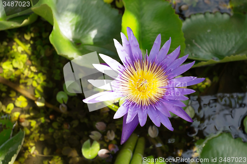 Image of blue  water lily