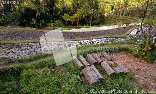 Image of Rice terraced paddy fields in Gunung Kawi, Bali, Indonesia