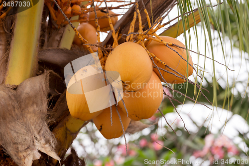 Image of coco-palm tree with yellow nut