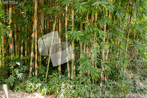 Image of detail of Many of the early bamboo trees