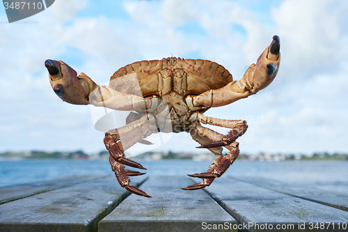 Image of Alive Norwegian Brown crab