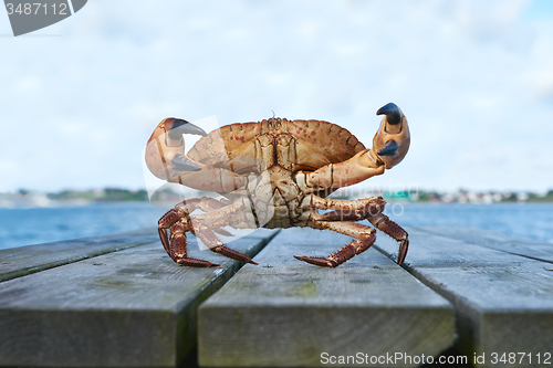 Image of Alive Norwegian Brown crab