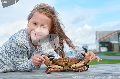 Image of Alive Norwegian Brown crab