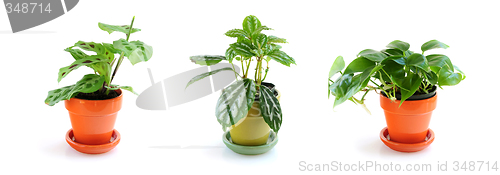 Image of Assorted houseplants