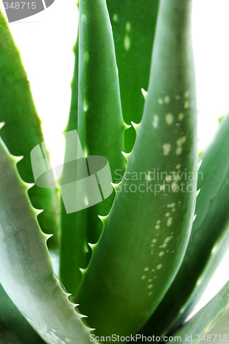 Image of Aloe plant