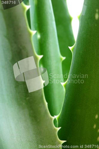 Image of Aloe plant