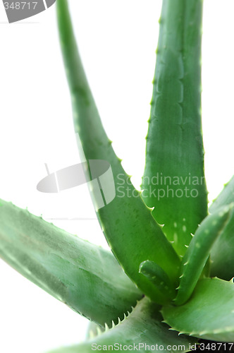 Image of Aloe plant