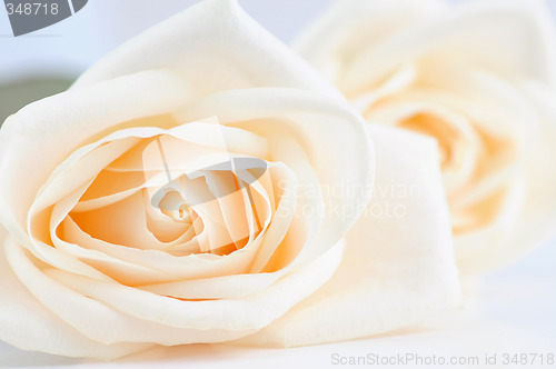 Image of Delicate beige roses