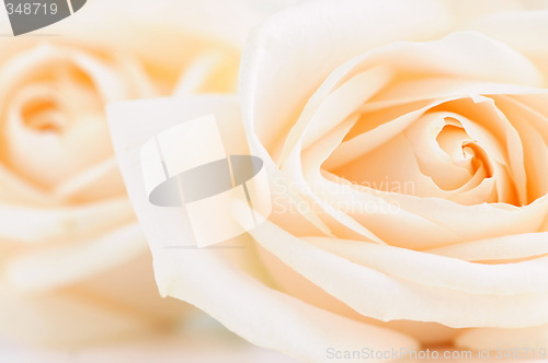 Image of Delicate beige roses