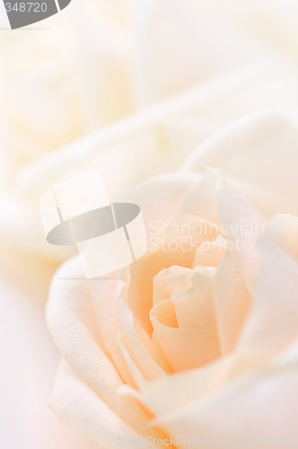 Image of Delicate beige roses