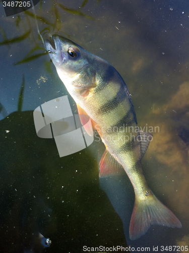 Image of summer perch fishing bait