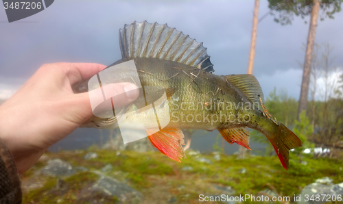 Image of perch fishing Northern fish