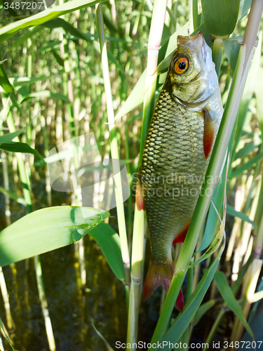 Image of summer lake fishing Rudd fish