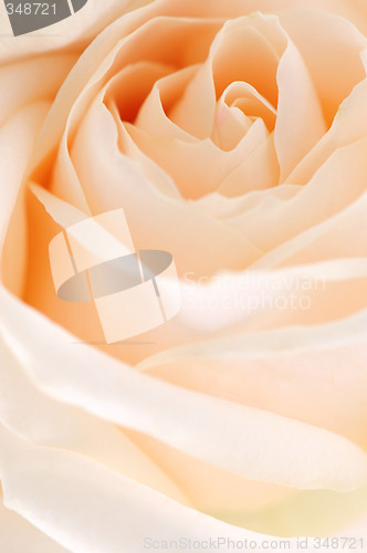 Image of Beige rose