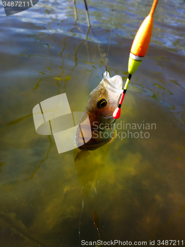 Image of summer perch fishing bait