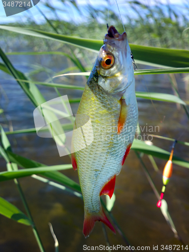 Image of summer lake fishing Rudd fish