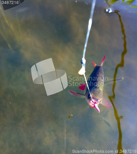 Image of summer lake fishing Rudd fish