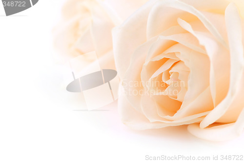 Image of Beige roses background