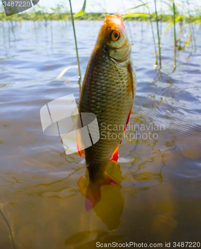 Image of summer lake fishing Rudd fish