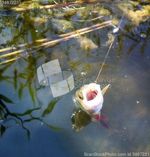 Image of very hungry perch summer fishing 