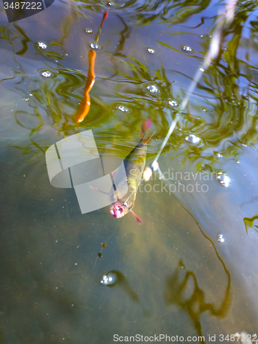 Image of summer lake fishing underwater catching the redeye