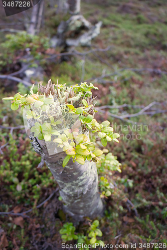 Image of spring stump of a very old and natural