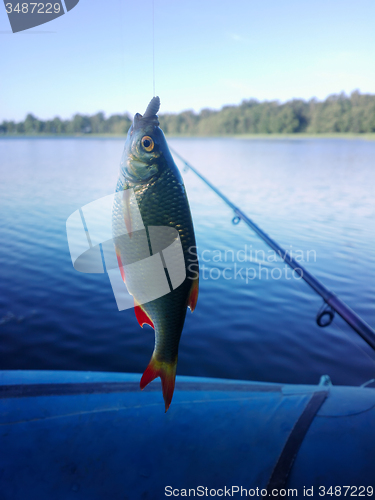 Image of summer lake fishing Rudd fish