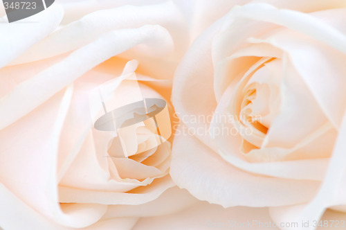 Image of Beige roses