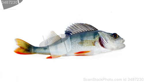 Image of perch on a white background