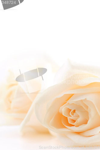 Image of Beige roses background