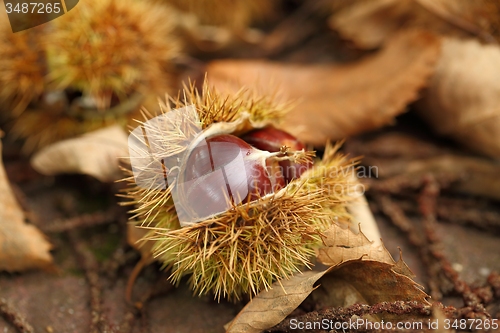 Image of Chestnut