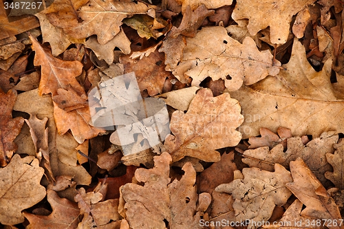 Image of Fallen leaves