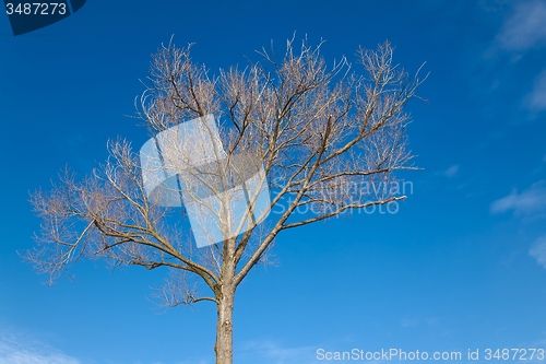 Image of Autumn Tree