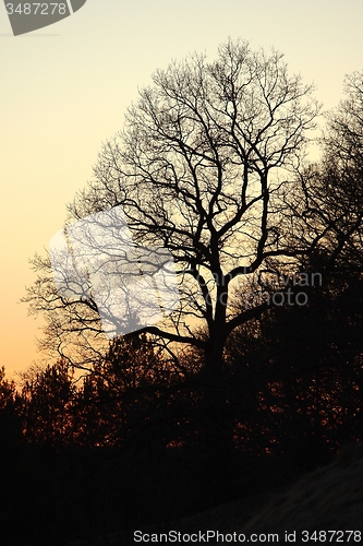 Image of Bare trees