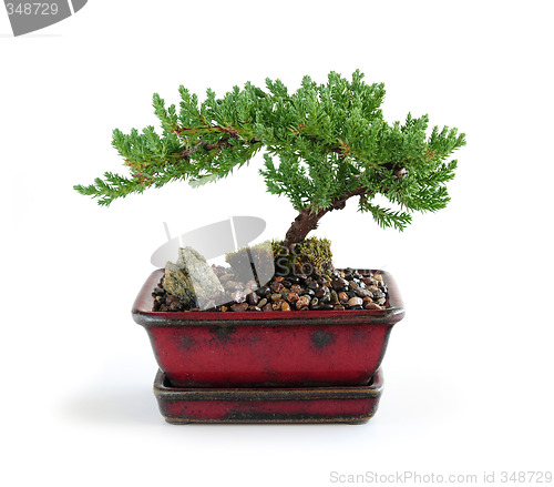 Image of Bonsai tree