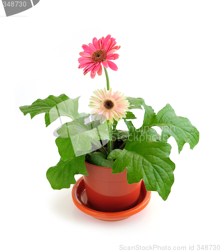 Image of Houseplant on white background