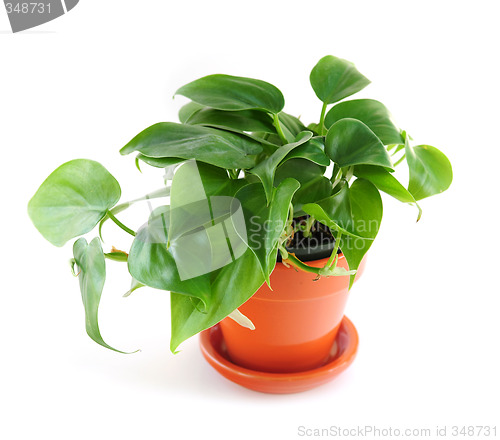 Image of Houseplant on white background