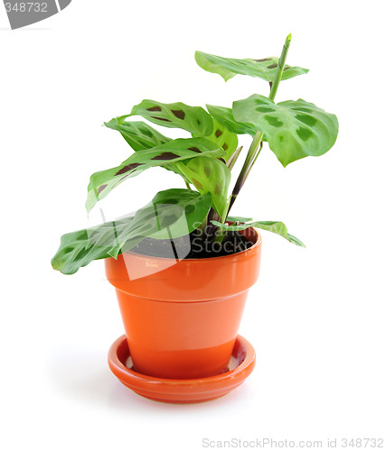 Image of Houseplant on white background