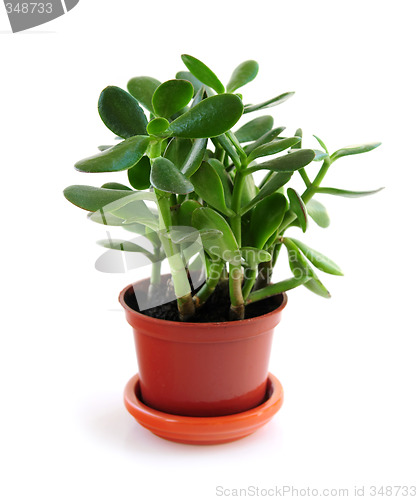 Image of Houseplant on white background