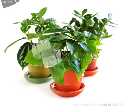 Image of Assorted houseplants