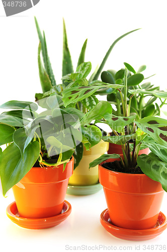 Image of Assorted houseplants