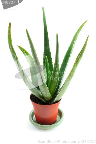 Image of Aloe plant