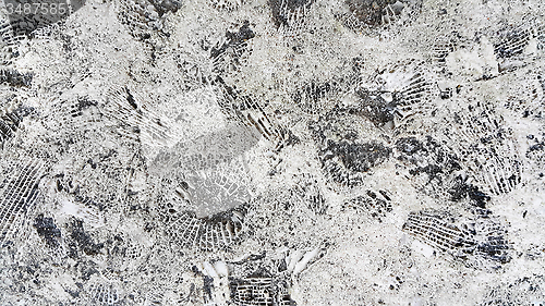 Image of Stone texture with fossils