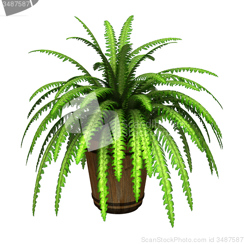 Image of Boston Fern