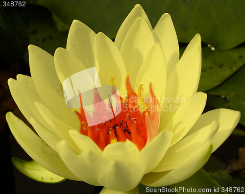 Image of Water lily