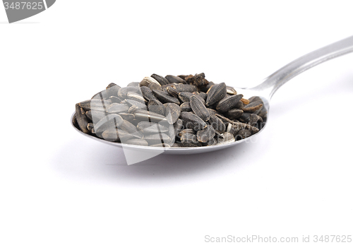 Image of Bird seed on spoon