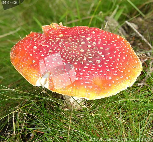 Image of One big fly agaric on the bottom of the wood