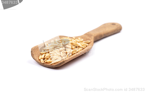 Image of Oat on shovel
